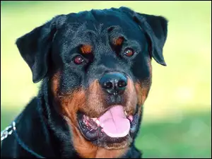 Pies, Rottweiler