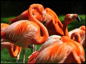 Pomarańczowe, Flamingi