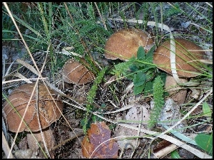 Rodzina, Prawdziwków