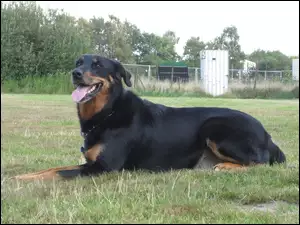 Beauceron