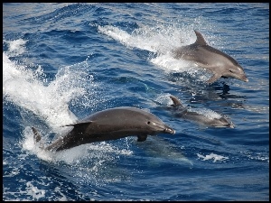 Woda, Trzy, Delfiny