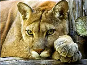 Puma, Kot
