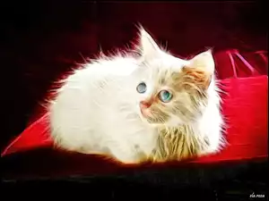 Biały, Fractalius, Puszysty, Kotek