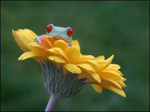 Gerbera, Żabka, Rzekotka