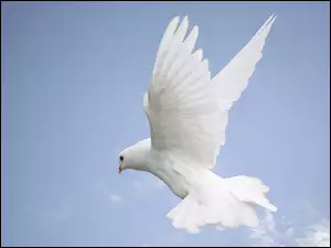 Gołąb, Niebo, Biały