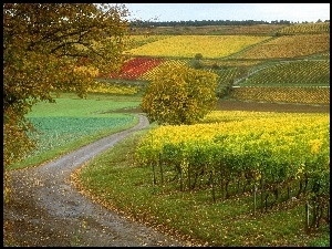 Winorośle, Droga, Pole