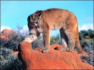Puma, Kamień
