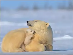 Macierzyństwo, Misie, Polarne