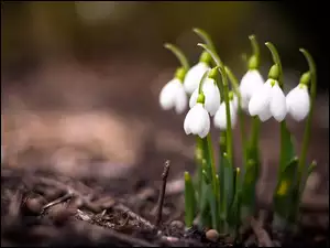 Przebiśniegi, Wiosenne, Kwiaty