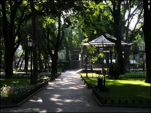 Park, Drzewa, Alejka
