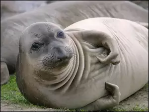 Foczka, Tłuściutka, Leniwa