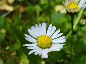 Stokrotki