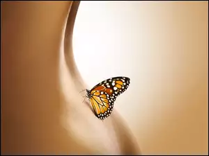 Kobiety, Motyl, Ciało