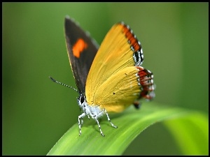 Zielony, Motyl, Liść, Żółty