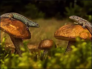 Zwinki, Grzyby, Jaszczurki