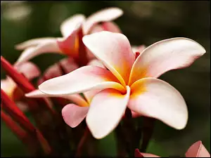 Plumeria, Piękna, Różowa