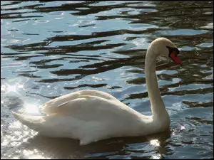 Światła, Biały, Woda, Łabędź, Refleksy