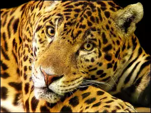 Jaguar, Cętki
