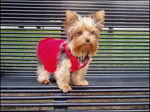 ubrany, ławka, Yorkshire Terrier, metalowa