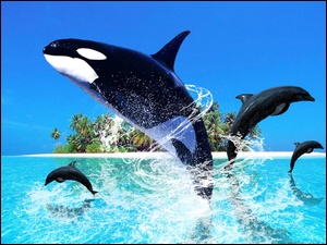 Delfiny, Orka