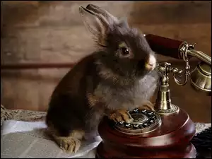 Królik, Telefon