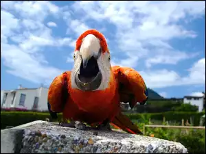 Wkurzona, Papuga