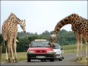 Safari, Żyrafy, Samochody