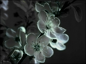 Fractalius, Wiosenne, Kwiaty