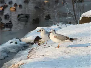 Zima, Mewa, Śmieszka