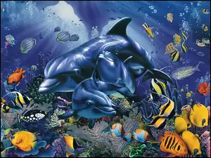 Ocean, Delfiny, Koralowa, Rafa, Ryby
