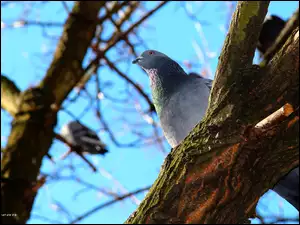 Gołąb