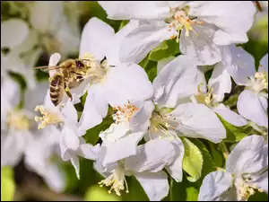 Kwiaty, Pszczoła, Drzewo owocowe