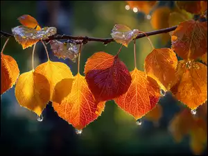 Liście, AI, Jesienne, Gałązka, Krople
