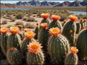 Kwiaty, Kaktusy, Pomarańczowe