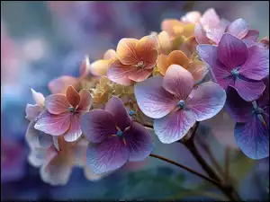 Fioletowe i żółte kwiaty hortensji w zbliżeniu