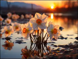 Rzeka, Zachód słońca, Narcyzy, Al, Kwiaty, Odbicie