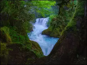 Rwąca, Wodospad, Drzewa, Las, Rzeka, Roślinność