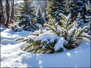 Las, Śnieg, Drzewa, Zima, Iglaki, Gałązki, Ośnieżone
