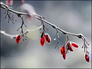 Oszroniona gałązka z czerwonymi owocami berberysu