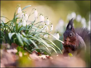 Wiewiórka obok kępki przebiśniegów