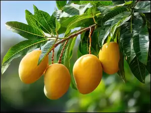 Gałąź, Grafika AI, Owoce, Mango, Liście