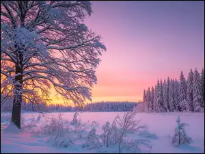 Krzewy, Zachód słońca, Drzewa, Zima, Ośnieżone