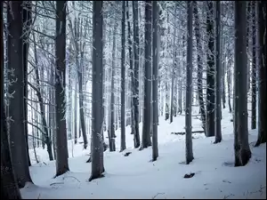 Śnieg, Pnie, Zima, Las, Drzewa