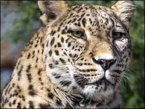 Zbliżenie, Lampart, Głowa