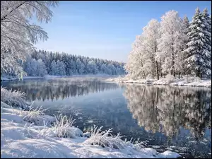 Oszronione, Odbicie, Rzeka, Zima, Drzewa