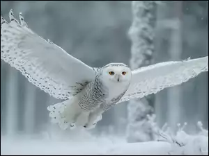 Biała sowa z rozpostartymi skrzydłami