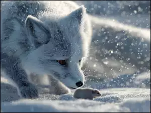 Lis polarny i mysz na śniegu