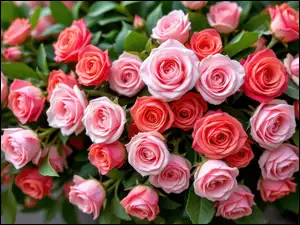 Czerwone, Listki, Różowe, Kwiaty, Róże