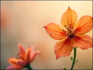 Kwiat, Pomarańczowy, Rozkwinięty