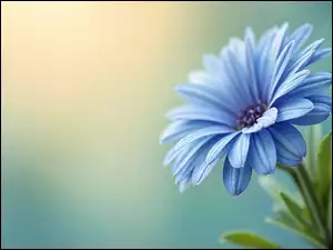 Grafika, Kwiat, Niebieska, Stokrotka afrykańska